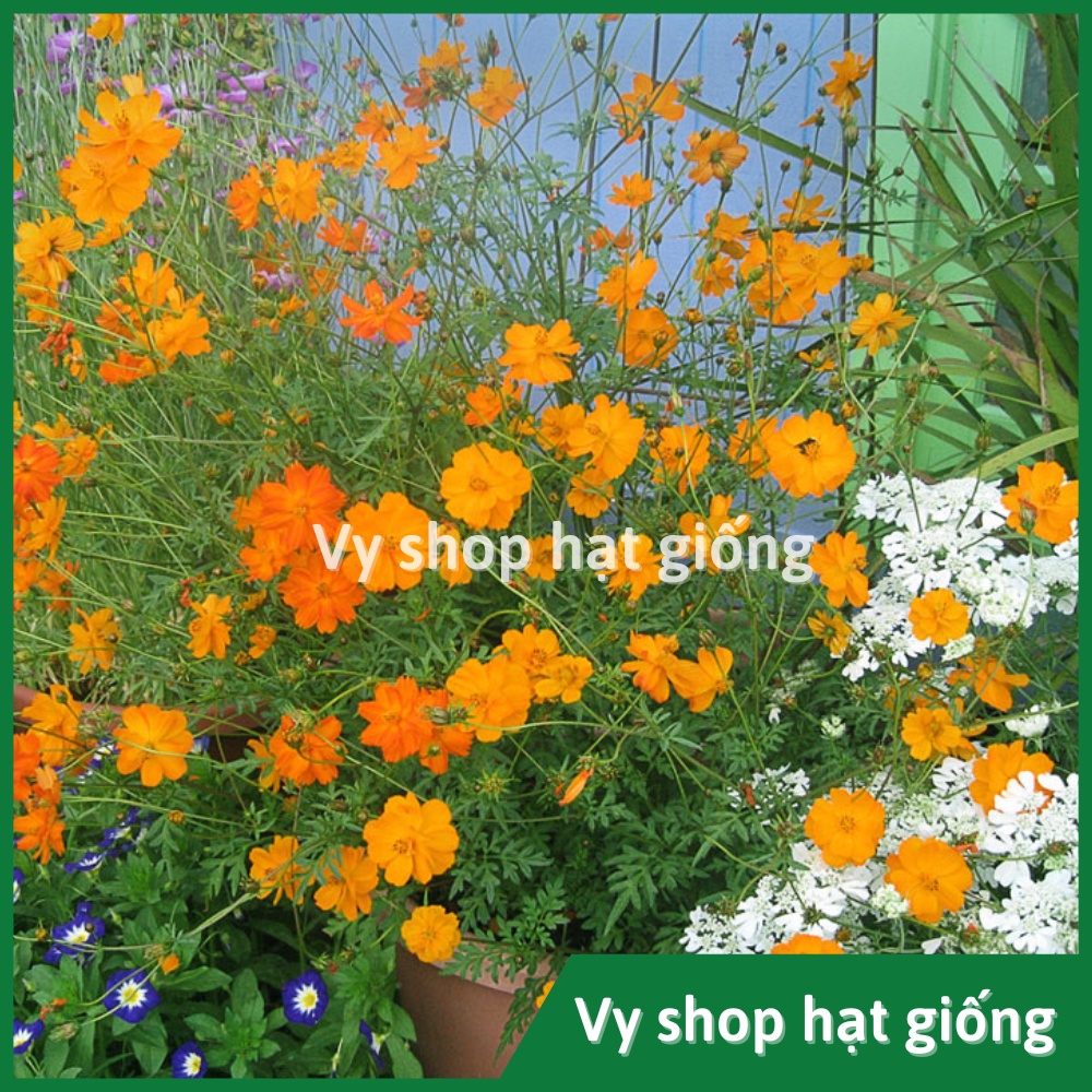 Hạt giống hoa sao nhái kép đỏ vàng cam gói 100 hạt