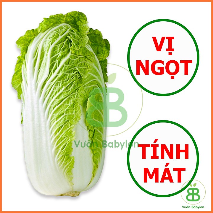 Hạt Giống Cải Thảo Giòn, Ngọt, Giàu Dinh Dưỡng 0,5G