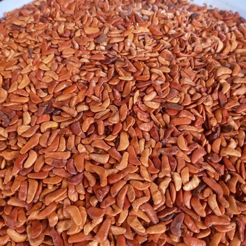 200 gram hạt giống cây dáng hương (giáng hương)