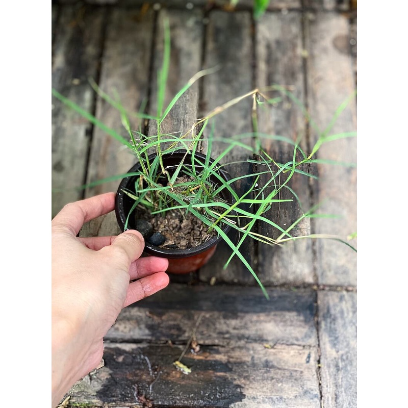 Cây Elymus repens Eurasian Grass (Cỏ Cảnh Á Âu) chậu nhựa 8cm