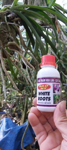 WHITE ROOT - Siêu Kích Rễ Báo Hỷ lọ 100ml