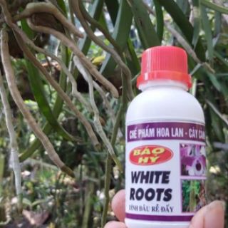 WHITE ROOT - Siêu Kích Rễ Báo Hỷ lọ 100ml