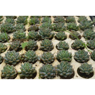 sen đá dù hồng 2-4cm