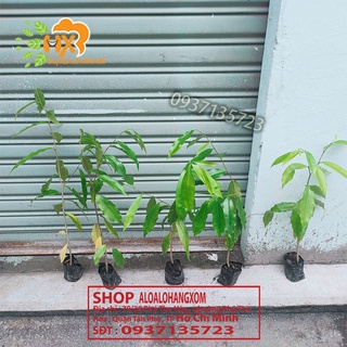 combo 5 cây trầm hương ( cây giống )