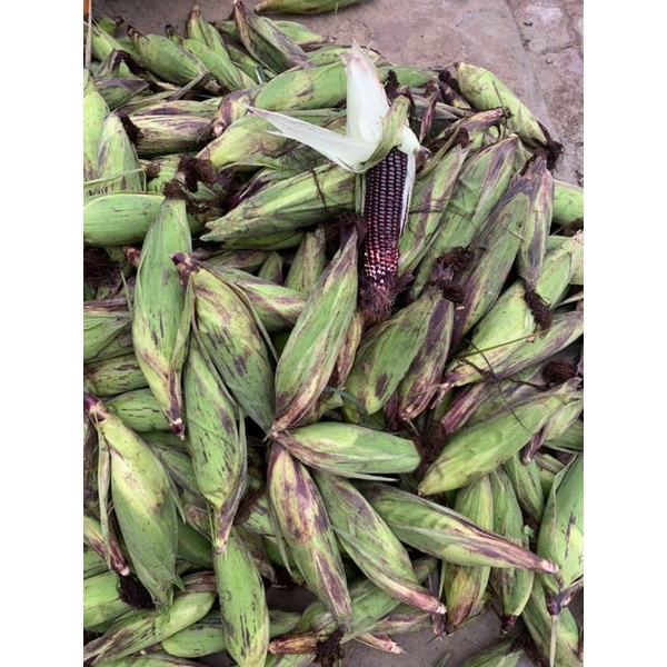 5 bắp ngô tím ngâm rươu hut chân không