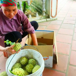 Cây giống na dai