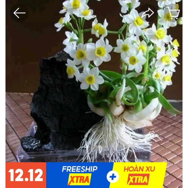 CỦ THỦY TIÊN NƯỚC HOA TẾT