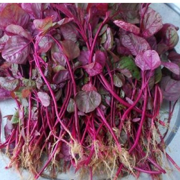 Hạt giống rau dển đỏ 50gram/túi giá rẻ