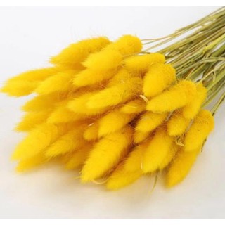 Hoa khô CỎ ĐUÔI THỎ Lagurus Bunny Tails màu VÀNG decor phong cách vintage- Bông đuôi thỏ