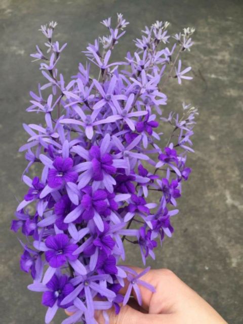 CÂY GIỐNG HOA MAI XANH