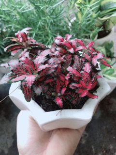 Chậu cây cẩm nhung ( cây may mắn)