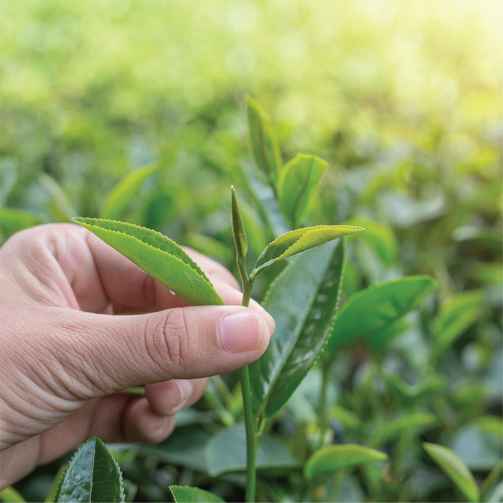 Trà Đen Cầu Đất (Hồng Trà - Black Tea) DalatFarm - Nguyên liệu làm trà sữa trà đào - Túi 250gr