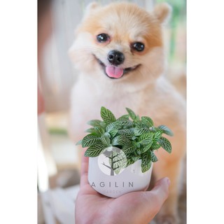 Cây cẩm nhung xanh/đỏ trồng trong CHẬU SỨ TRẮNG SIZE S - Cây mệnh Thủy, KIm/Hỏa, Thổ