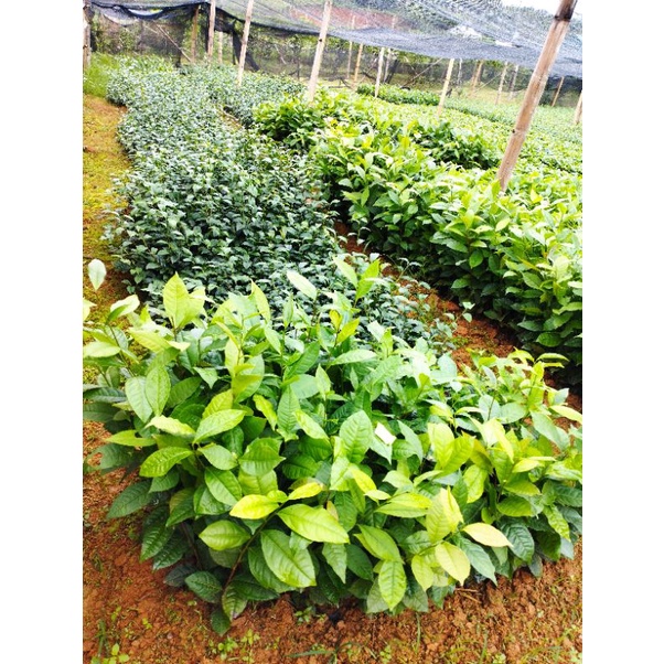 Chè Ô long kim tuyên