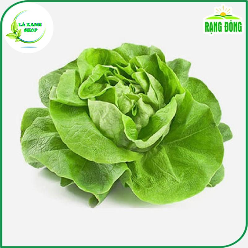 Hạt Giống Rau Xà Lách Búp Dễ Trồng, Kháng Bệnh Tốt (gói 5 gr) - Hạt giống Rạng Đông