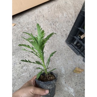 Bầu cây cúc thân gỗ