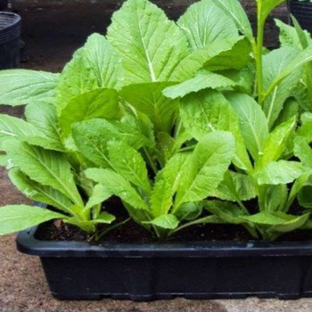 Hạt Giống Cải Bẹ Xanh Mỡ  -  - Dễ Trồng, Năng Suất Cao