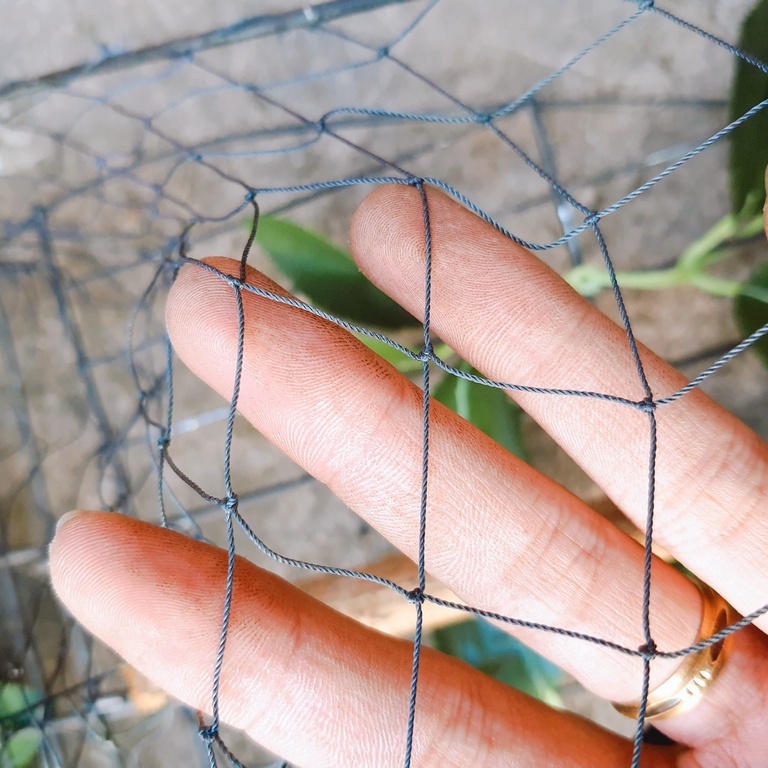 Lụp Bẫy Chim Cu Gáy Rẻ Nhất Thị Trường