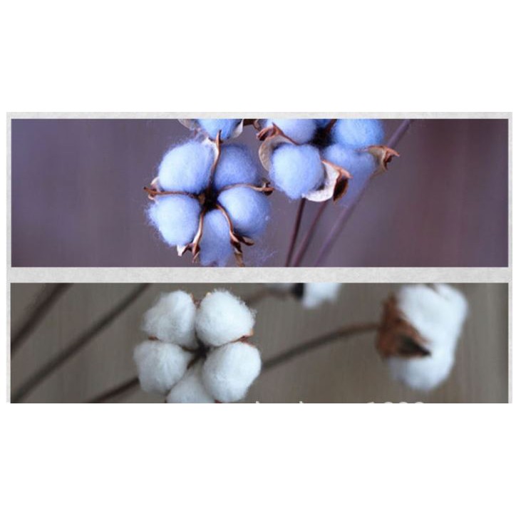 Cành Bông Gòn Khô Màu- Hàng Loại 1 Thân Sắt Mảnh,  1  Bông Đều Cánh - Mô Phỏng Cotton Flower - Chất Liệu Cao Cấp