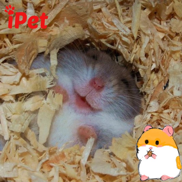 Mùn Cưa Nén Lót Chuồng - Mùn Thơm Cho Chuột Hamster, Nhím - iPet Shop