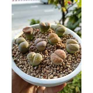 Đá masato 2-4mm chuyên trồng sen đá rải mặt chậu