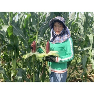HẠT GIỐNG BẮP TÍM BẮP NỮ HOÀNG