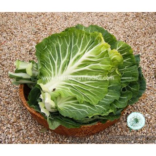 100h Hạt Giống Cải Xoăn Kale Bồ Đào Nha (B2.202| C47*X42*M215)