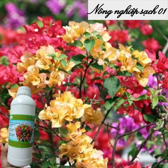 Phân bón cho hoa giấy, kích hoa giấy sai hoa, nở đồng loạt, màu sặc sỡ - 1 lít