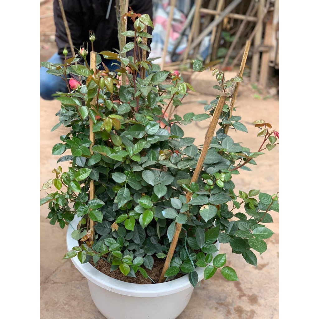 Hoa Hồng Thân Gỗ Lafont Pháp - có bông khủng, hương thơm cổ điển , siêu đẹp siêu hot.