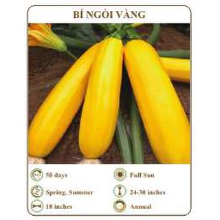 Hạt giống Bí ngồi vàng - THE XANH