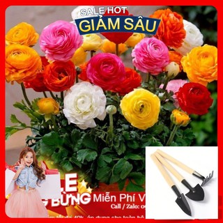 Hạt Giống Hoa Hồng Ri Ba Tư - 5 Hạt / Gói ( Hàng Loại 1 ) - Tặng Kèm Bộ Dụng Cụ Trồng Cây Mini