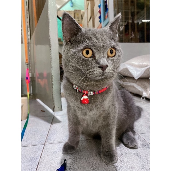 VÒNG CỔ THỔ CẨM CHUÔNG THÚ CHO CHÓ MÈO