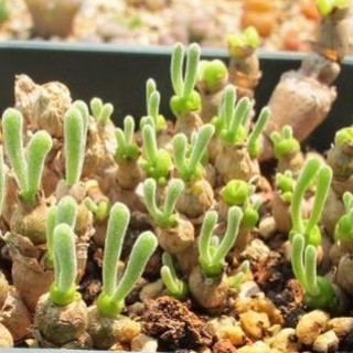 Hạt giống cây tai thỏ Mix màu ( gói 50 hạt )