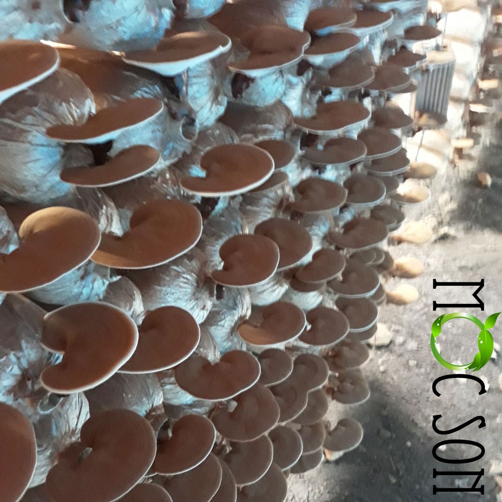 250G NẤM HỒNG CHI THƯỢNG HẠNG MỘC SƠN CÒN NGUYÊN BÀO TỬ