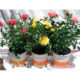 Hạt Giống Hồng Siêu Nụ F1 Mix nhiều màu sắc(Gói 100 hạt)-Tổng kho hạt giống giá rẻ
