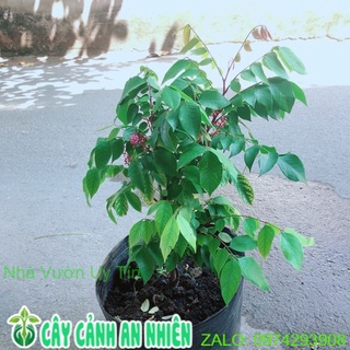 Cây Khế Có Hoa Cho Trái Ngon