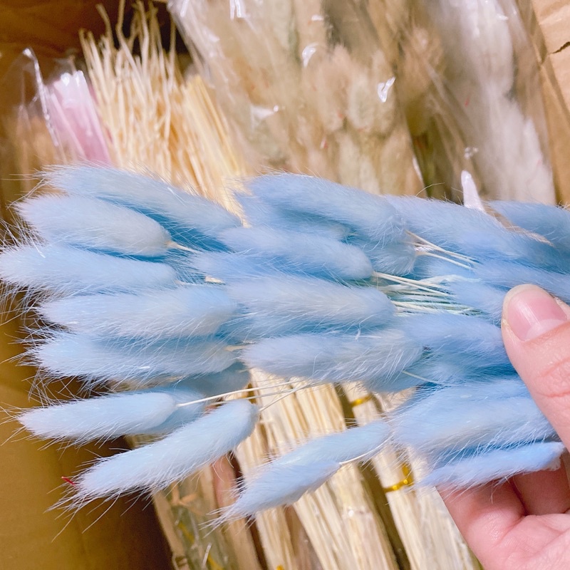 Cỏ Đuôi Thỏ, Hoa khô Lagurus Bunny Tails ❤️FREESHIP❤️ Cỏ đuôi thỏ nhập khẩu Italia decor, dây thừng