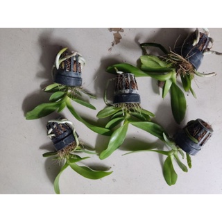 Hoa lan hoàng nhạn giống