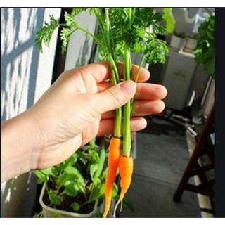Hạt giống Củ cà rốt mini  tặng kích mầm