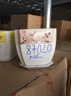 Chậu hoa để bàn