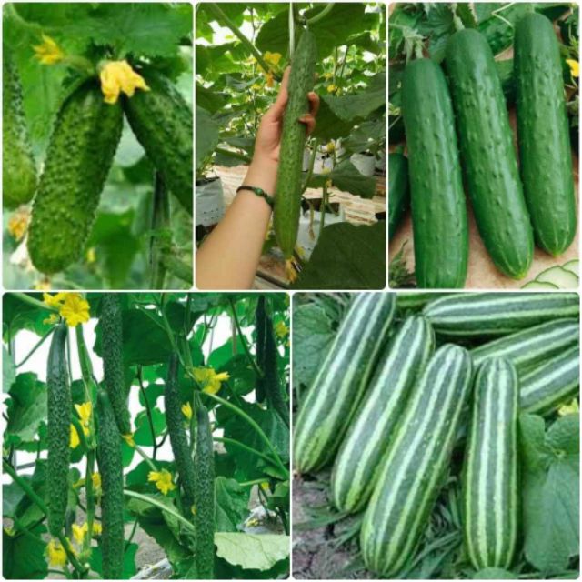 Hạt giống cây ăn quả