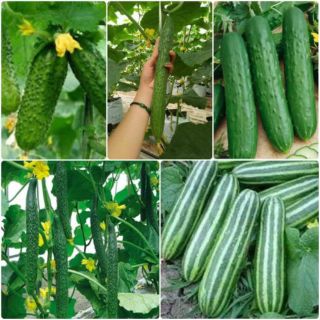 Hạt giống cây ăn quả