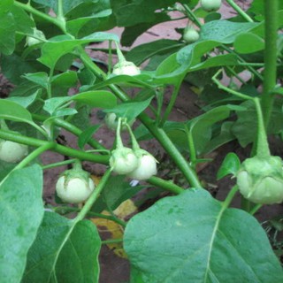 Hạt Giống Cà Pháo Trắng