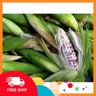 20g Hạt giống Ngô tím lai F1 (tặng gói Kích nẩy mầm và Hướng dẫn) KHUYẾN MẠI TRONG NGAY