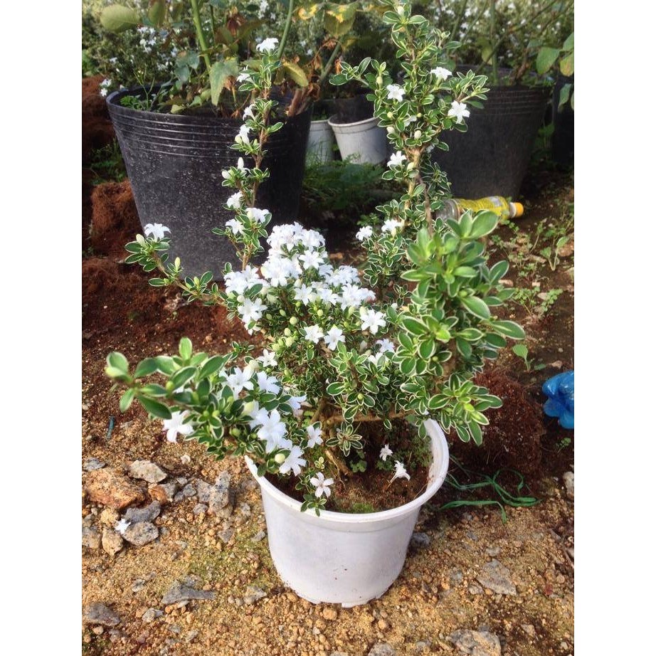 CHẬU BẠCH TUYẾT MAI--CÂY NGÀN SAO--SIÊU ĐẸP