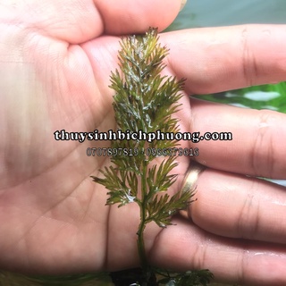 1 cụm dương xỉ lá nho - trang trí cho hồ cá thủy sinh
