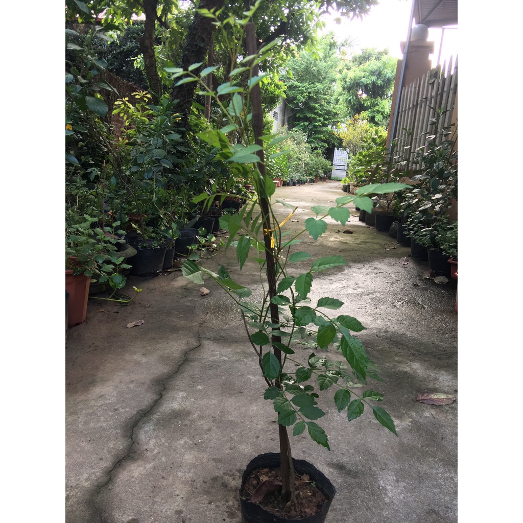 Cây hoa đăng tiêu-Lan tiêu  cây hoa mùa hè