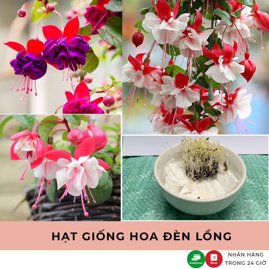 Gói 10 hạt giống hoa đèn lồng cánh kép, hạt giống hoa đèn lồng mix đủ màu