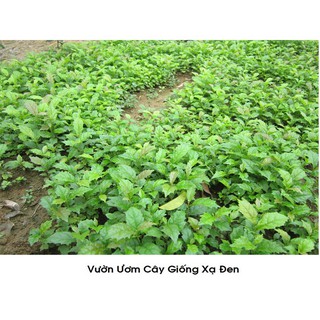 Cây xạ đen (combo 2 cây)