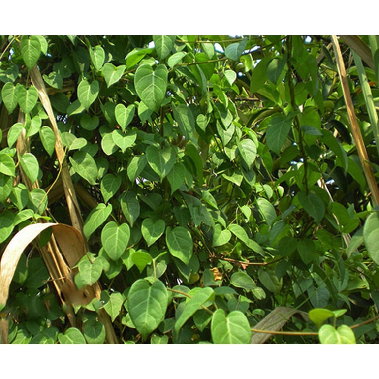 Shop 1K 10H - HẠT GIỐNG LÁ GIANG DƯỢC LIỆU THÂN LEO F1 tặng kích mầm